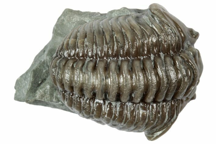 Long Curled Flexicalymene Trilobite - Mt Orab, Ohio #358090